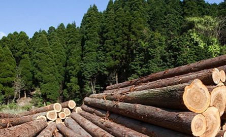 Pile of logs 